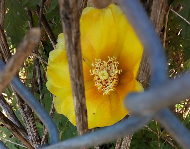 [Through an opening in a metal chain link fence is a fully-opened yellow flower with overlapping petals so one can not see what is behind the petals. In the center are two different type of stamen. There are many thin wirey ones and one in the center which looks like a tiny bloom about to open. All are shades of yellow. ]
